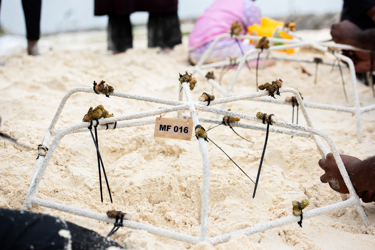 Tagged Muraka Farm reef frame prepared with coral fragments