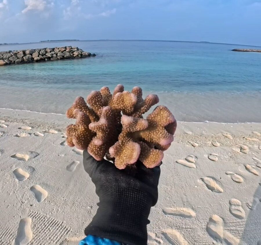 A rescued coral fragment held beside the shore in Dharavandhoo