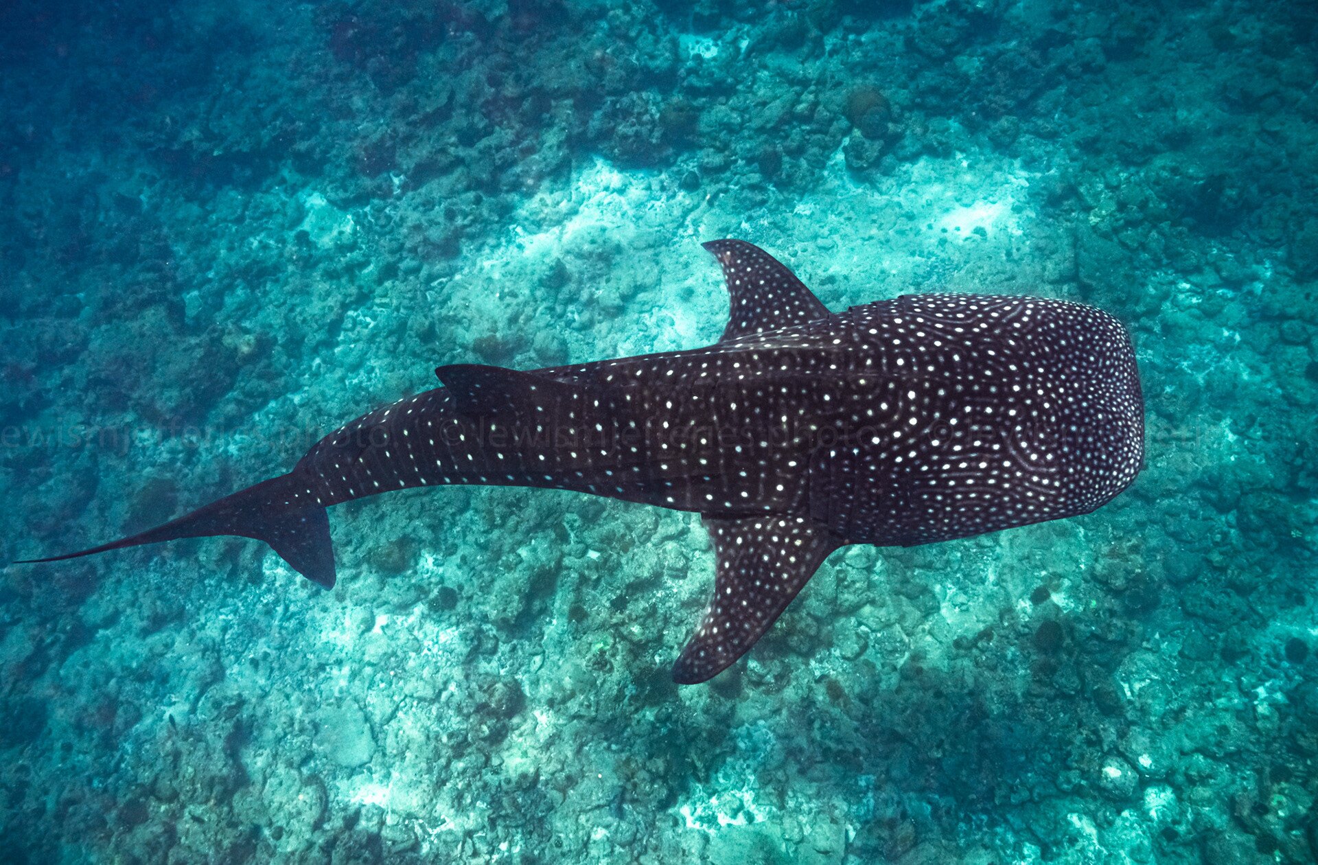 Manta ray swimming at Hanifaru Bay in Baa Atoll