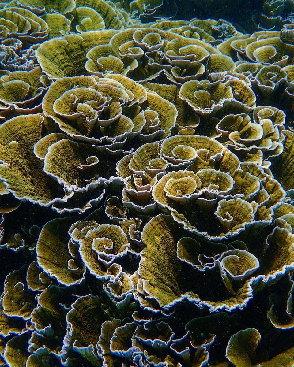 Layered corals in the Muraka coral garden near Dharavandhoo