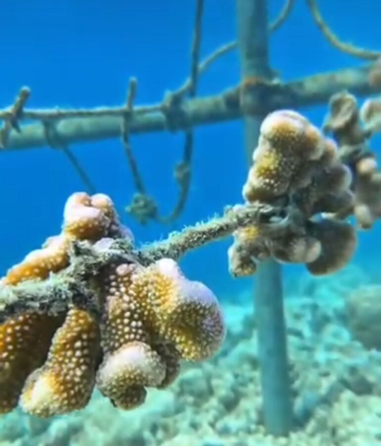 Coral fragments growing on an active underwater rope nursery