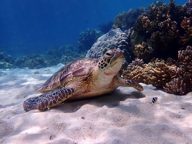 Sea turtle swimming above a coral reef near Dharavandhoo
